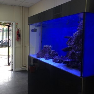 Reef aquarium installer