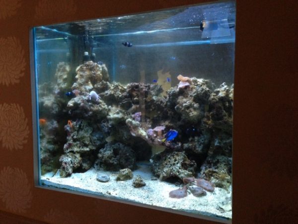 wall fish tank