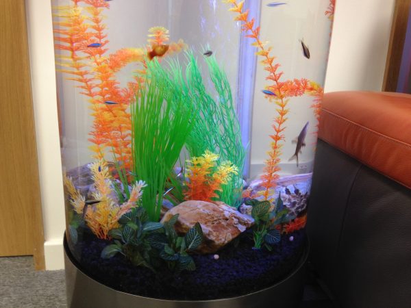 Column fish tank rental