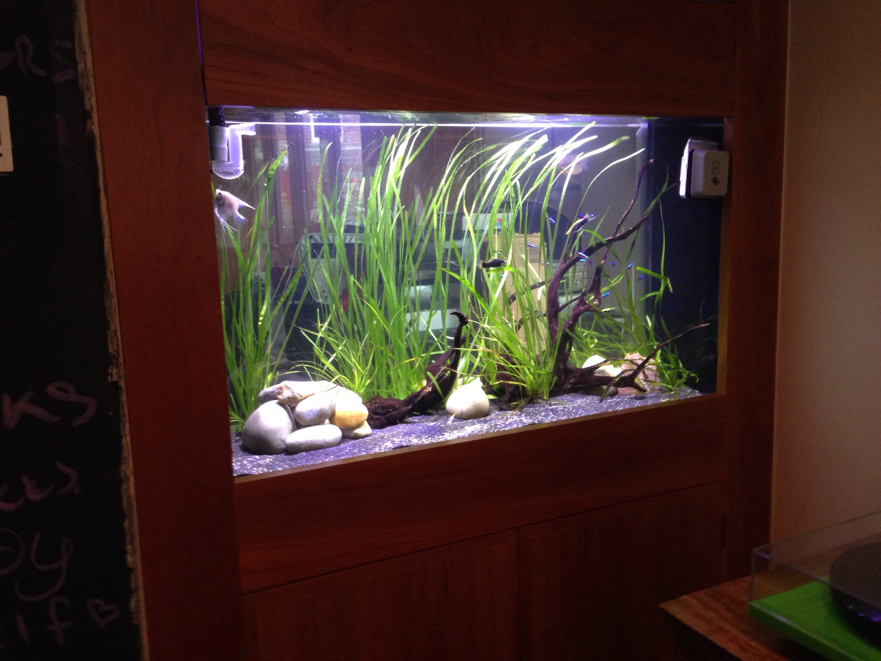 Image showcasing Aquarium Maintenance in Newcastle - Oceanlife Aquatics