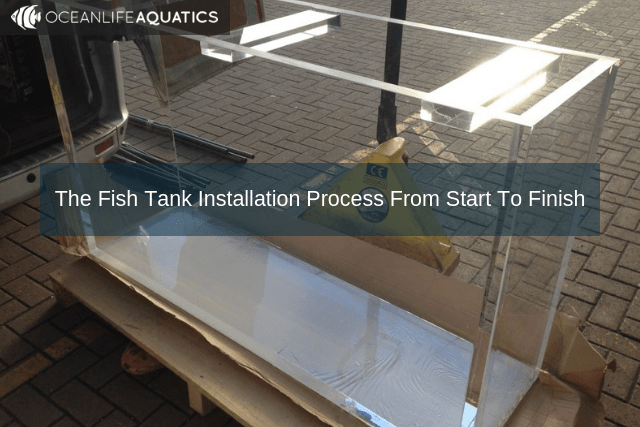 The Fish Tank Installation Process From Start To Finish