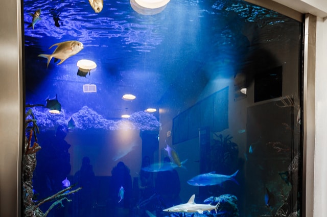 What an In Wall Fish Tank Can Bring To Your Home
